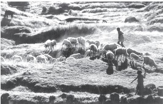 Fig. 5.3 Sheep rearing - an important income augmenting activity in rural areas