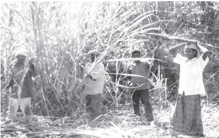 Fig. 6.6 Sugar cane cutters: disguised unemployment is common in farm works