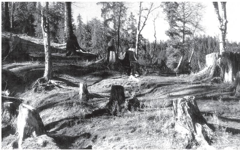 Fig. 7.3 Deforestation leads to land degradation, biodiversity loss and air pollution