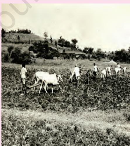चित्र 1.1: ब्रिटिश औपनिवेशिक शासन के अंतर्गत
भारत में कृषि में गतिहीनता