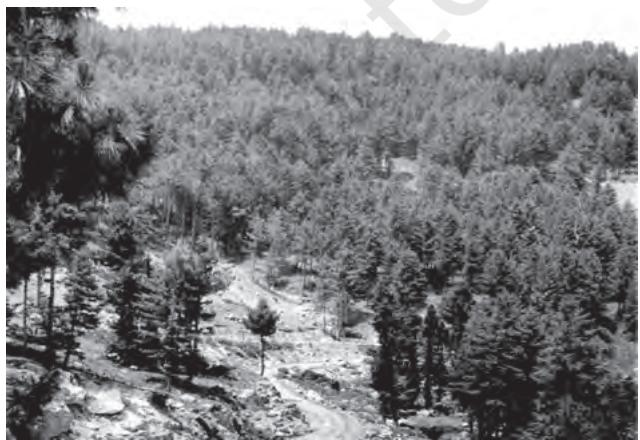 Figure 5.5 : Montane Forests