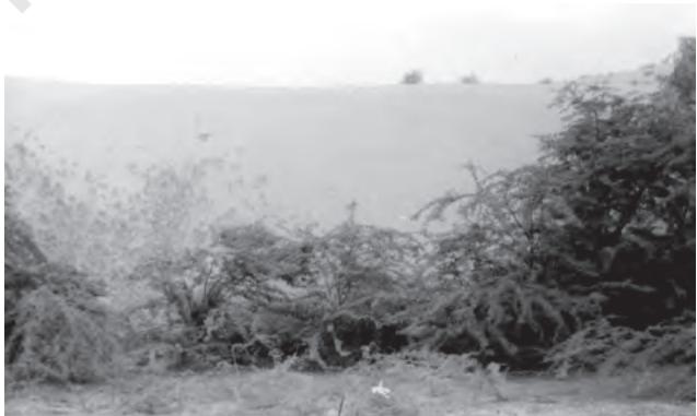 Figure 5.4 : Tropical Thorn Forests
