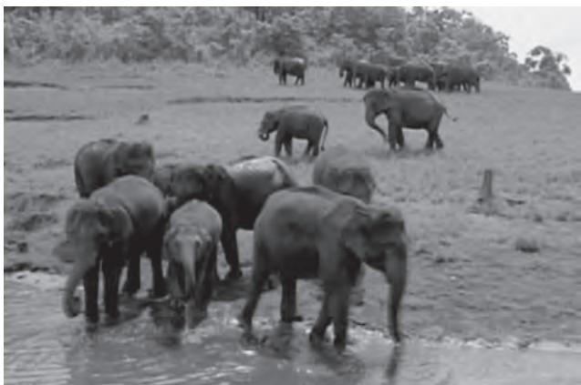 Figure 5.7 : Elephants in their Natural Habitat