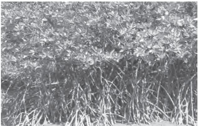 Figure 5.6 : Mangrove Forests