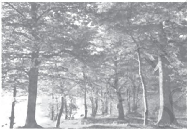 Figure 5.3 : Deciduous Forests