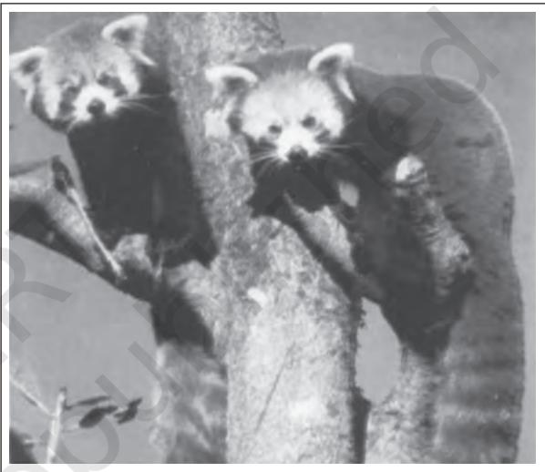 Figure 14.2 : Red Panda - an endangered species
