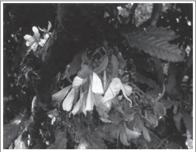 Figure 14.3 : Humbodtia decurrens Bedd - highly rare endemic tree of Southern Western Ghats (India)