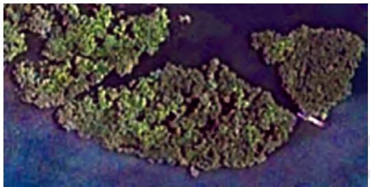Figure 6.14 (a) Coarse texture image of mangroves