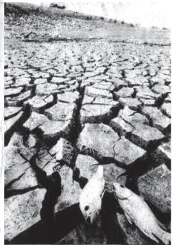 This file photo shows dead fish lying on the dried bottom of the Ding An reservoir in China's Hainan island. An island on the edge of the vast Pacific, Hainan gets a large part of its rain during the typhoon season. The problem is, for two years now, there has not been a single typhoon, and