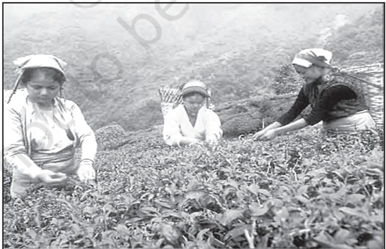 Tea pickers in Assam