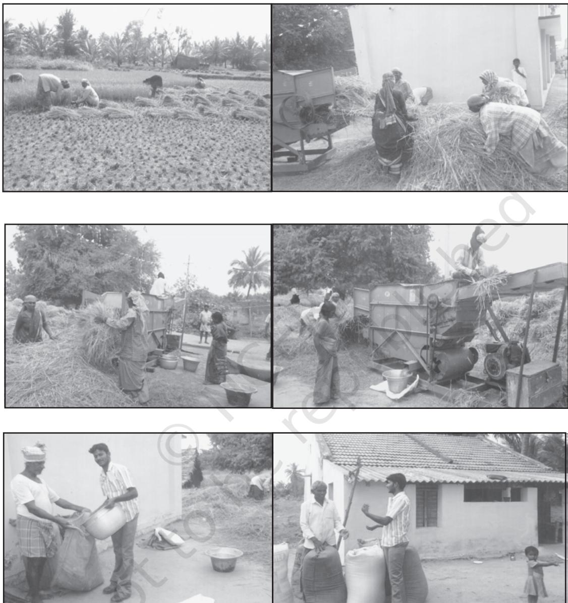 Threshing of paddy in a village