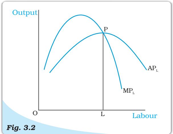 Average and Marginal Product. These are average and marginal product curves of labour.