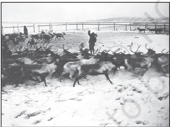 Fig. 4.5: Commercial Livestock Rearing