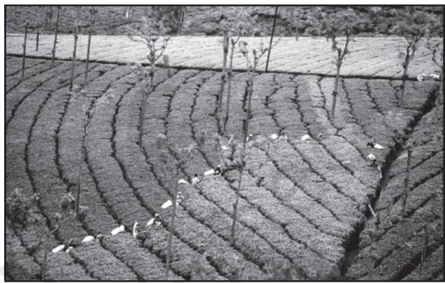 Fig. 4.10: Tea Plantation