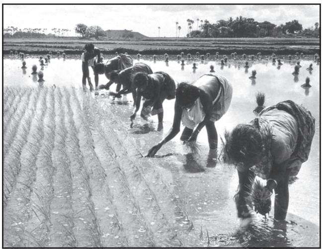 Fig. 4.9: Rice Transplantation