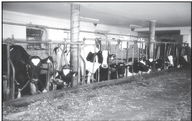 Fig. 4.13: A Dairy Farm in Austria