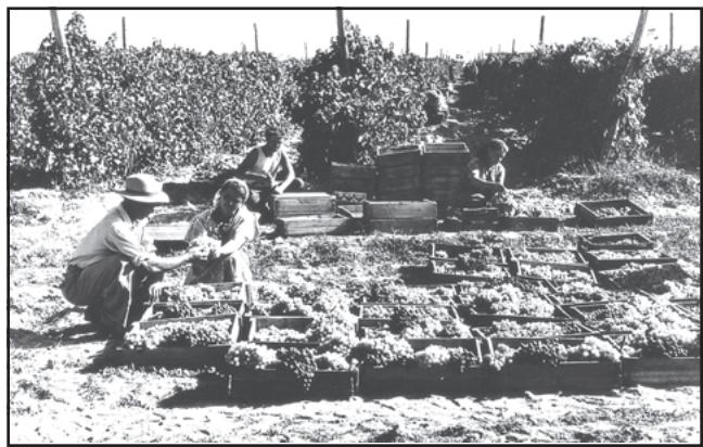 Fig. 4.15 (b): Collection of grapes in a collective farm of Kazakhstan