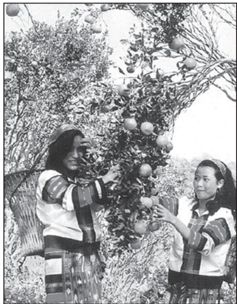 Fig. 4.1: Women Gathering Oranges in Mizoram