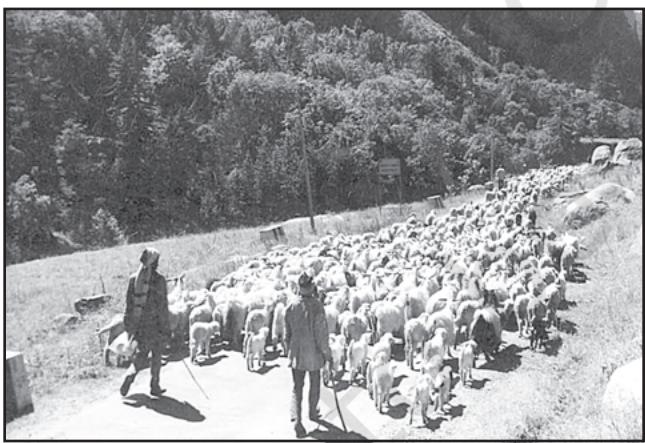 Fig. 4.3: Nomads taking their sheep up to the Mountains at the onset of summer