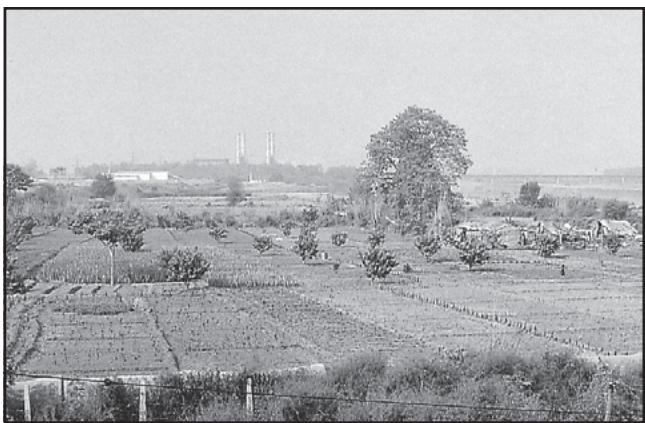 Figure 4.17 (a): Vegetables being grown in the vicinity of the city