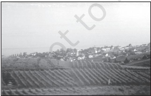 Fig. 4.15 (a): A vineyard in Switzerland