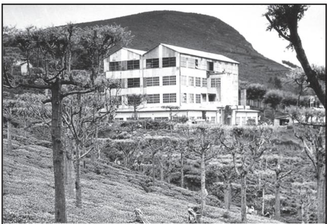 Fig. 5.5: Tea Garden and a Tea Factory in the Nilgiri Hills of Tamil Nadu