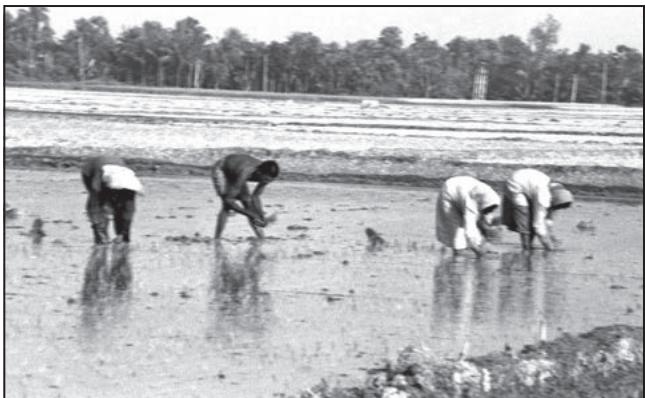 Fig. 3.2 : Rice transplantation in southern parts of India