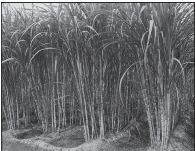 Fig. 3.8 : Sugarcane Cultivation
