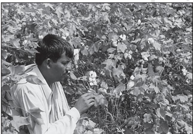Fig. 3.7 : Cotton Cultivation