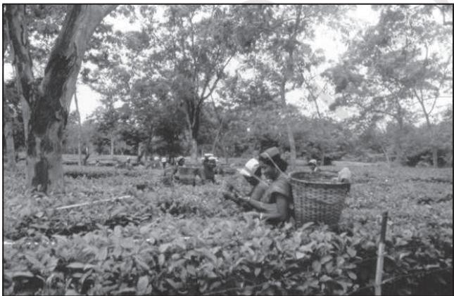Fig. 3.10 : Tea Farming