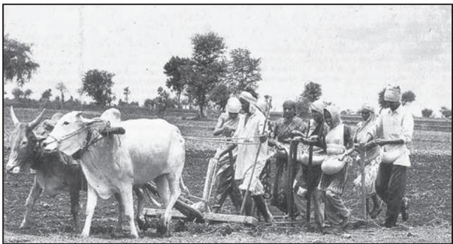 Fig. 3.5 : Farmers sowing soyabean seeds in Amravati, Maharashtra