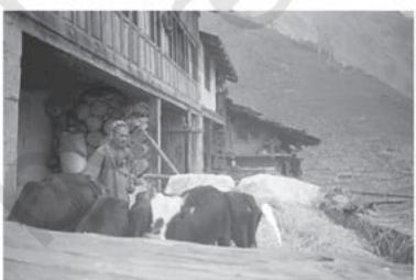 Traditional method of extracting wheat