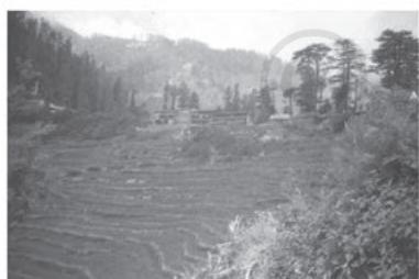Terrace Farming
