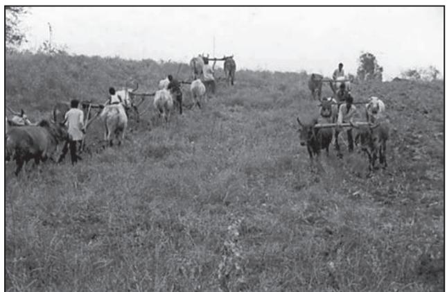 Fig. 9.5 : Community Participation for Land Leveling in Common Property Resources in Jhabua (ASA, 2004)