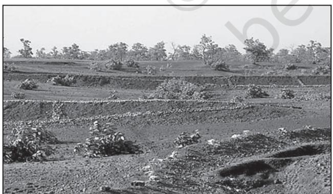 Fig. 9.4 : Trees planted on Common Property Resources in Jhabua
