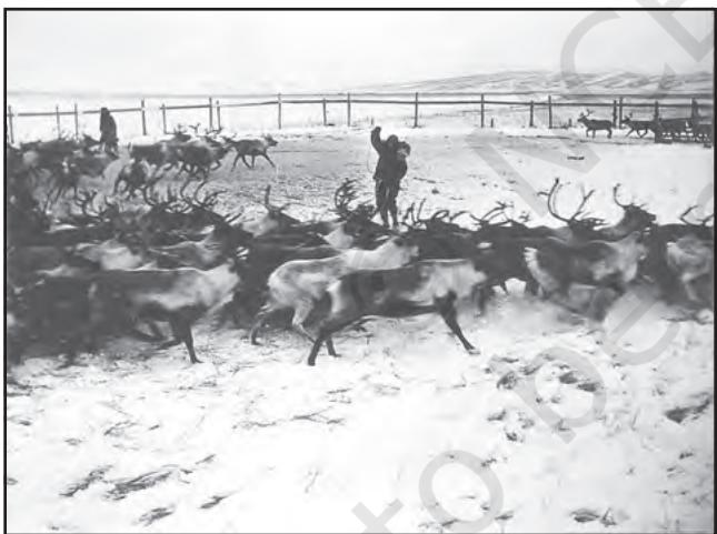 चित्र 4.5 : वाणिज्य पशुधन पालन
