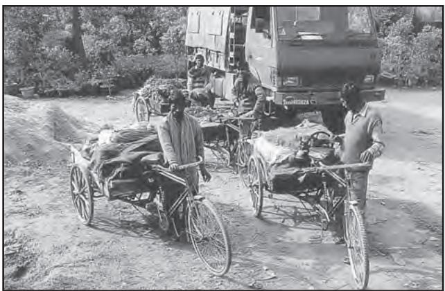 चित्र 4.17 (ख) : ट्रकों एवं ठेलों पर नगरीय बाजारों में ले जाने के
लिए सब्जियों का लादा जाना।