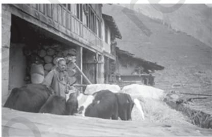 पारंपरिक विधि द्वारा गेहूँ निकालना