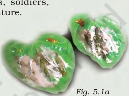 Fig. 5.1a Paan leaves