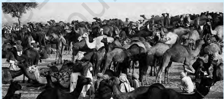 Cattle market in Pushkar fair