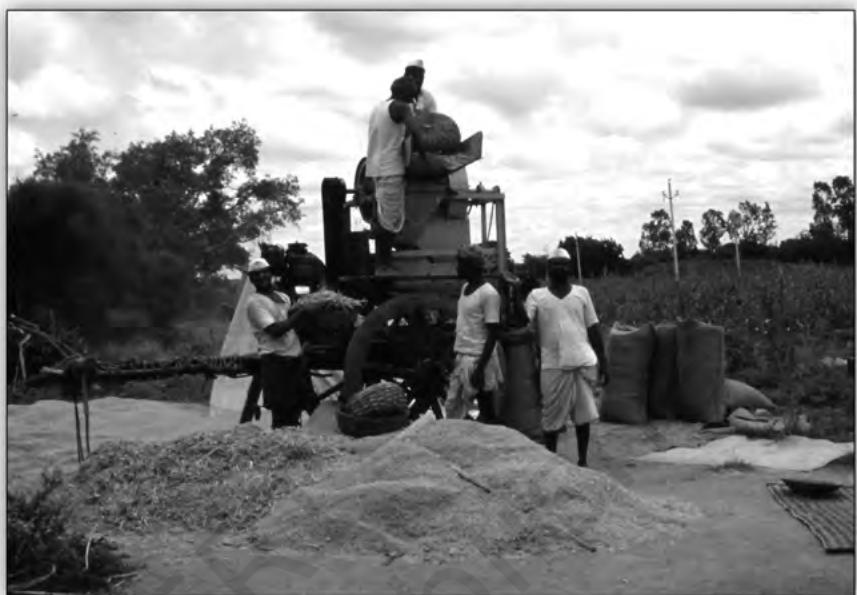 Agricultural work in a village