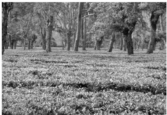 Tea garden