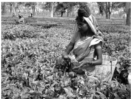 A woman plucking tea leaves