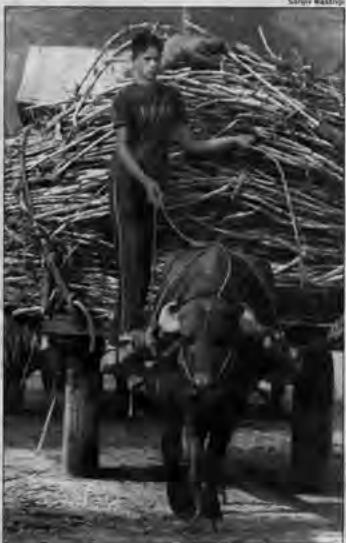 BUMPER CROP: Sales of consumer goods like bikes and mobiles surge during the harvest months in rural parts of western UP