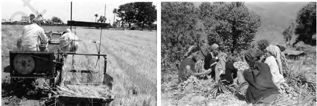 Cultivation in different parts of the country
